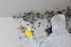 Why You Should Choose Our Mold Remediation Services in Cleveland, TX